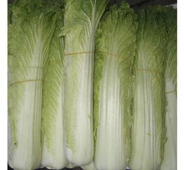 專業膳食保障，助力東莞發展——廣東金龍膳食配送公司全方位服務解析