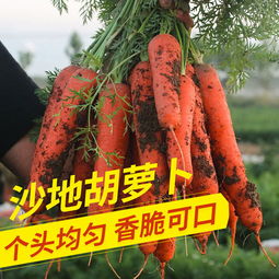 新鮮蔬菜批發新選擇 10斤帶箱胡蘿卜，健康便捷直達餐桌